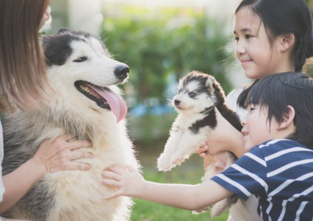 Things to Help You Find the Perfect Dog for Your Family