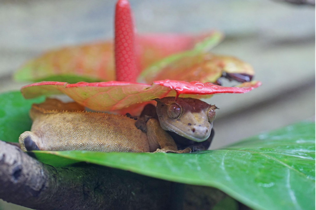 How To Care for a Crested Gecko