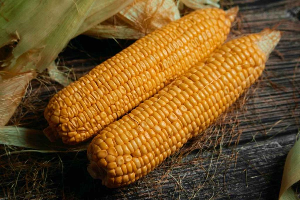 5 Reasons Why Maize Prices Are High