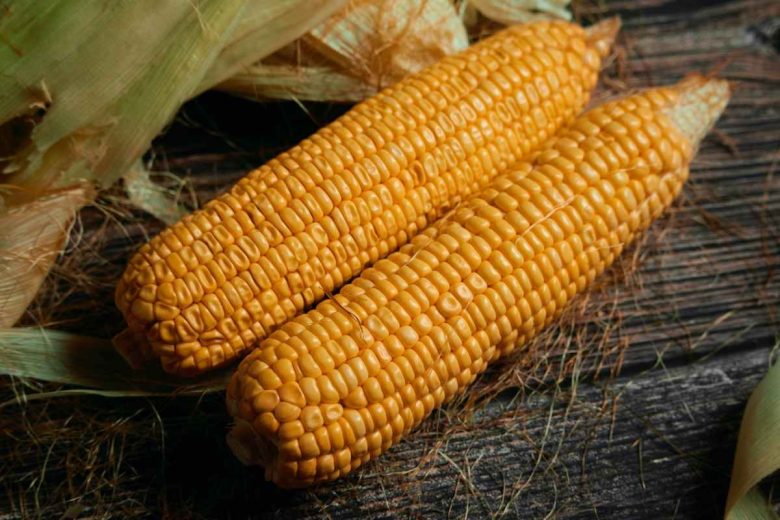 5 Reasons Why Maize Prices Are High | Ziddu