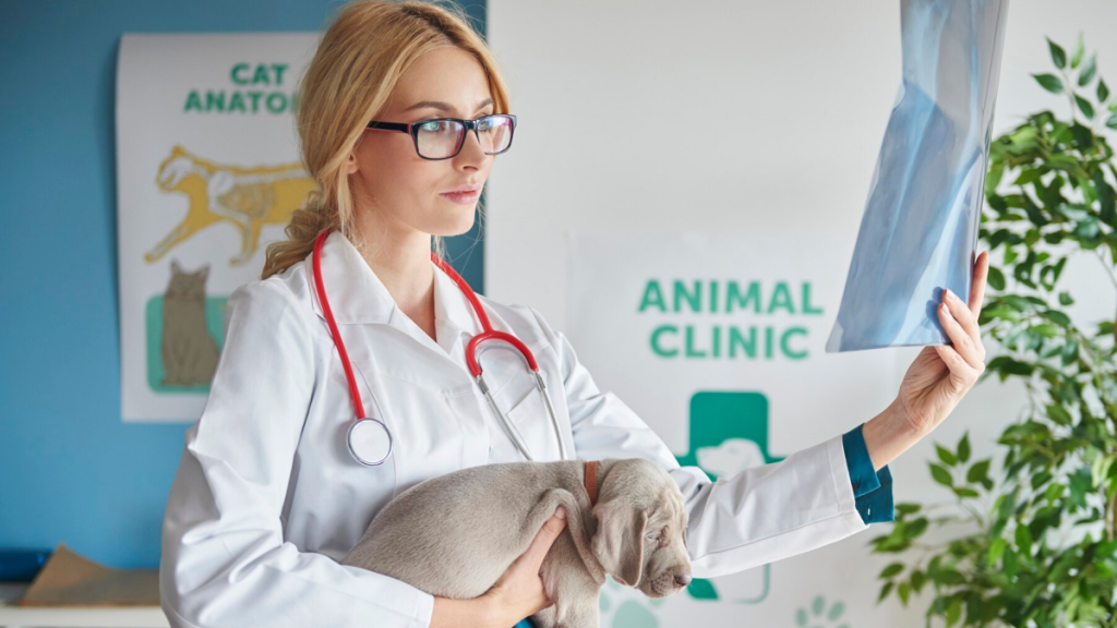 How to Build a Marketing Plan for Veterinary Practice?