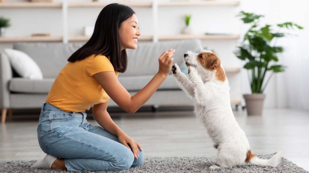 Benefits of Having a Pet in Your Condo