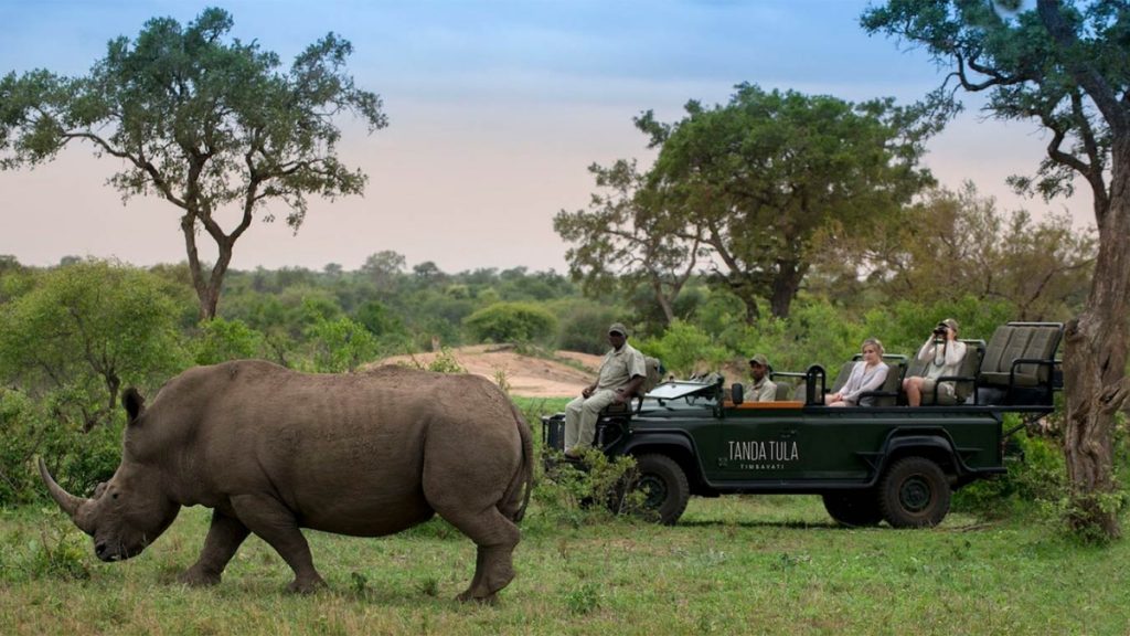 The Big 5 Safari In South Africa You Will Never Forget