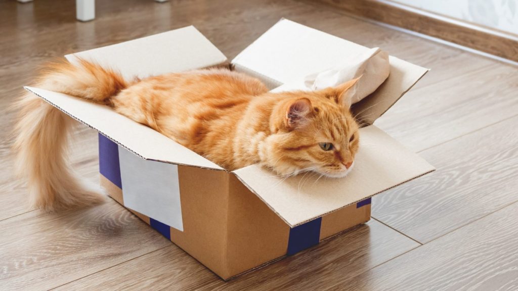 Tech Tips to Complete a House Move with Pets