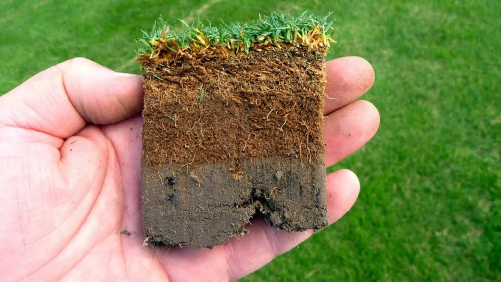 Understanding Thatch What It Is and Why It Matters for Your Lawn