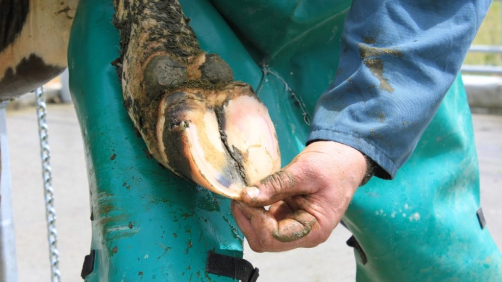 The Importance Of Hoof Trimming For Cows